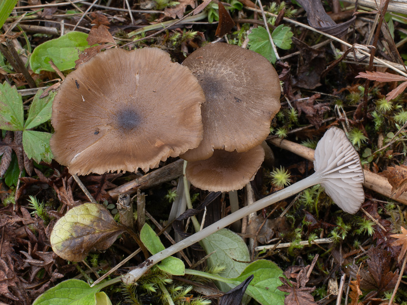 Entoloma subcuboideum